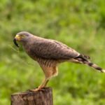 _DSC8635
