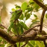 Iguana-verde